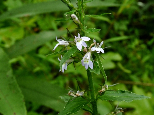 {Lobelia inflata}